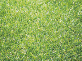 センスグリーン デラックス芝丈38mm