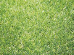 センスグリーン デラックス芝丈38mm