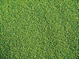 センスグリーン カールタイプ芝丈16mm