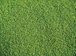 センスグリーン カールタイプ芝丈16mm