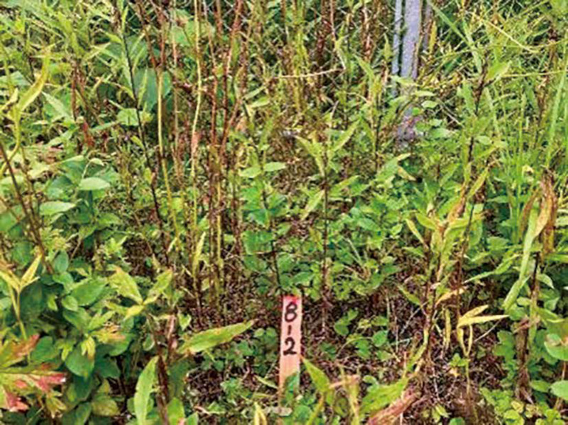 アトラクティブを用いた、特定外来生物（陸生植物）オオキンケイギク、 オオハンゴンソウ、アレチウリ、ナルトサワギクの防除工法