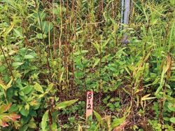 アトラクティブを用いた、特定外来生物(陸生植物)オオキンケイギク、 オオハンゴンソウ、アレチウリ、ナルトサワギクの防除工法