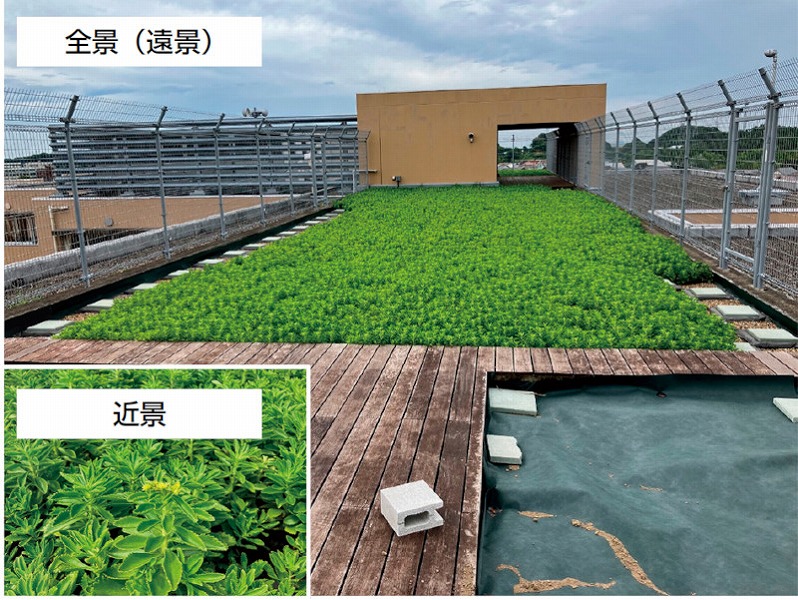 常緑キリンソウ袋方式