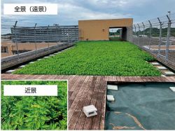 常緑キリンソウ袋方式