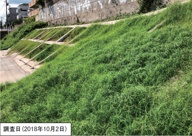 デスティニーWDGを用いた広葉雑草並びにクズ、ネズミムギ等への除草技術