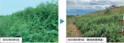 グリーンインプールDF＋ブラスコンM液剤(ホルモン剤）による特定外来生物（植物）の除草技術